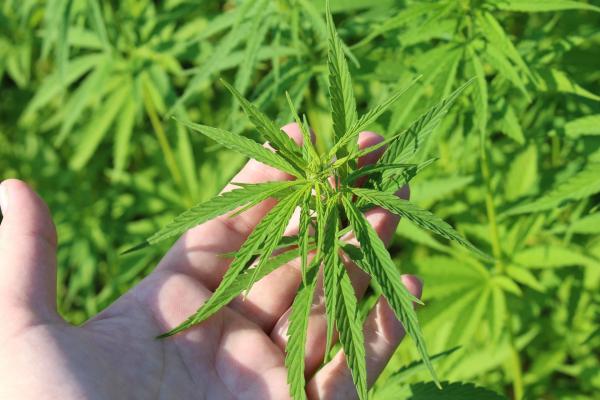 photo of Senate Committee Pushes VA To Explore Medical Marijuana As An Opioid Alternative For Veterans image