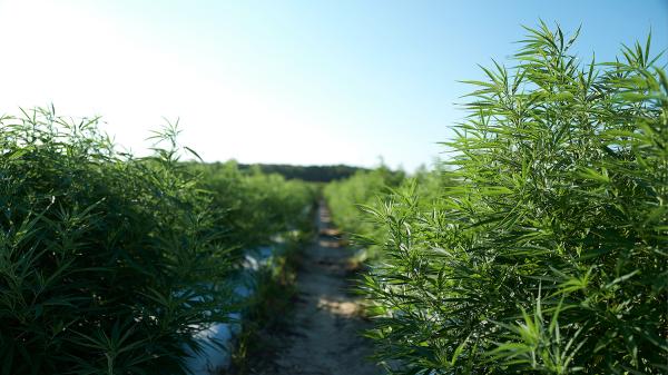 Review Finds Hemp May Alter Gut&hellip;