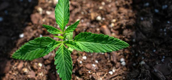 North Carolina Bill Would Put Adult-Use&hellip;