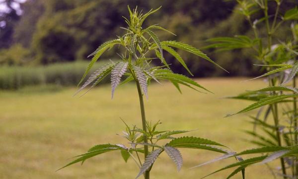 D.C. Hemp Company Sues Feds Over…