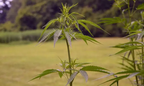 Federal Judge Allows Texas Hemp THC…