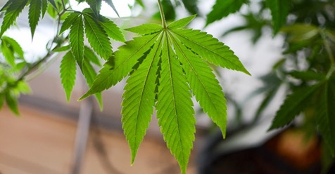 photo of House Committee Approves Immigration Bill With Marijuana Protections image