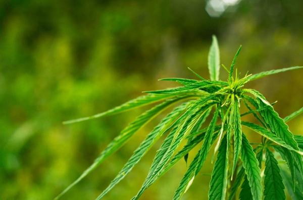 Hemp ban may not be enforced: Report —…