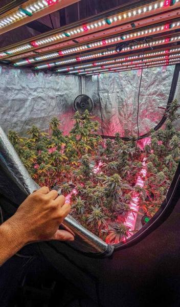 Homegrow: Let’s Do This!