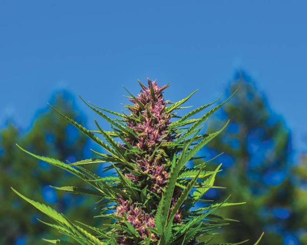 photo of Fire Follower: The Real OG Kush is Back image