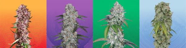 Hypno Seeds Announces Bold New Creative…