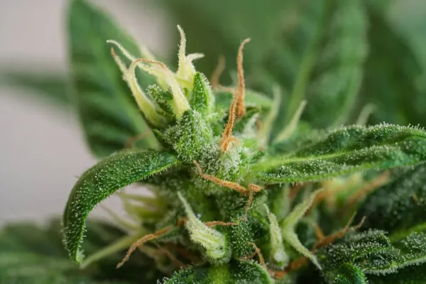 Study: Medical Cannabis Associated With…
