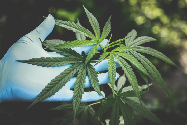 Why Are Online Cannabis Dispensaries The Most Reliable For Buyers?