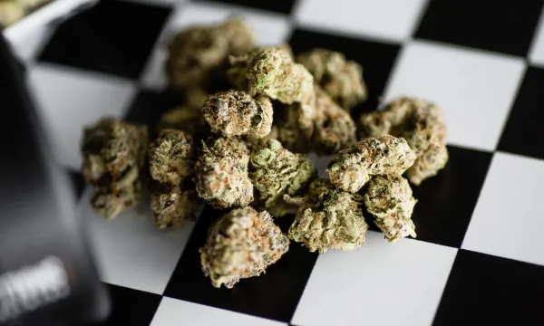 17 Cannabis Studies Published in 2026…