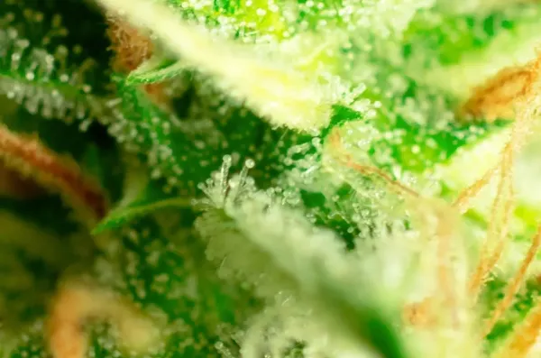 New Jersey Legal Marijuana Sales Reach $101.2 Million in…