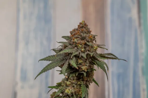 Massachusetts Cannabis Commission&hellip;