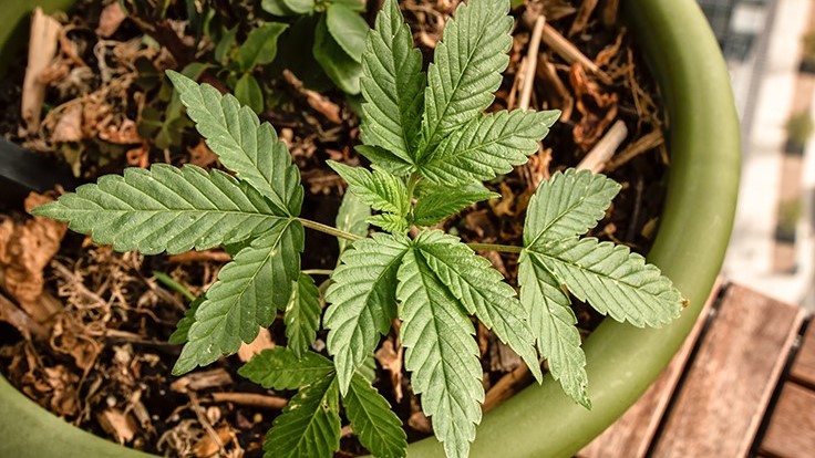 photo of Michigan to Allow Home Cultivation of Marijuana image
