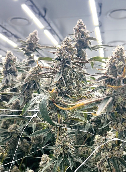 Building Smarter Cannabis Operations…