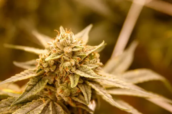 The States Most Likely to Legalize…