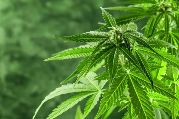Florida Medical Marijuana Dispensations&hellip;