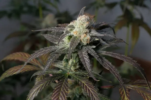Justice Department and Marijuana…