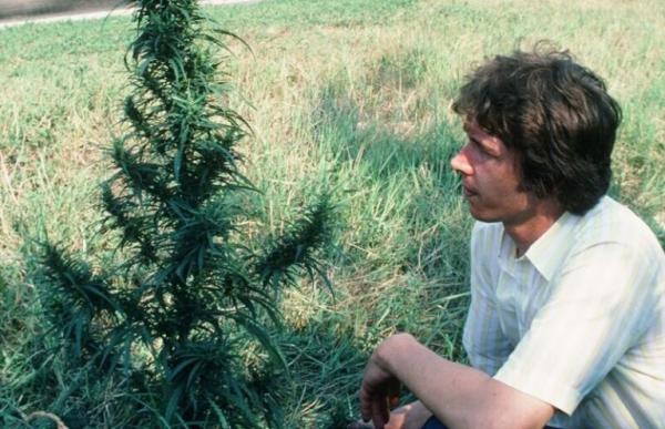 Electric Haze: Why Real Sativas Refuse&hellip;