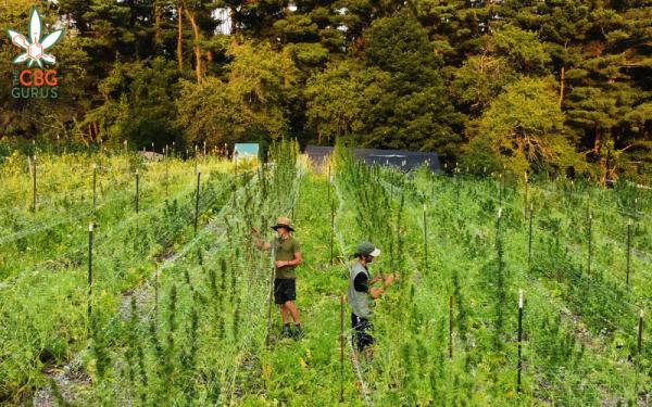 photo of Permaculture Offers a New Approach to Sustainable Cannabis Cultivation image