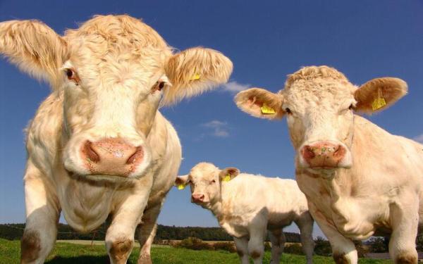 New Study: Hemp Increases Cow Health and…
