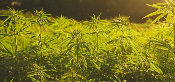Study: Hemp Hurd Can Be Used to…