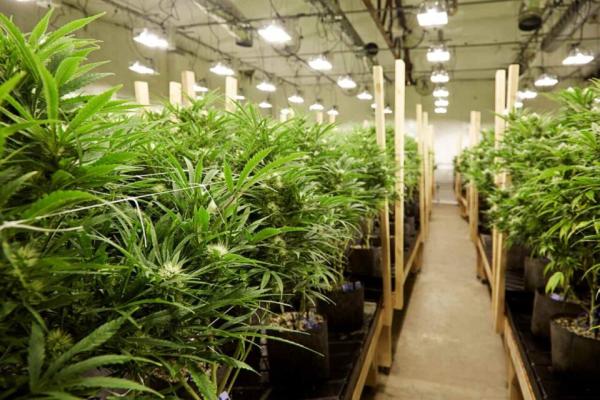 photo of New York Gives Cannabis Farmers Another Month to Choose Business Model image