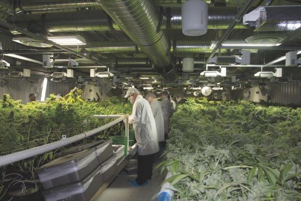 photo of Inside Aurora Cannabis: The World’s Biggest Grow image