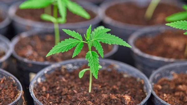 Inventory Costing: One of Cannabis’s Most Misunderstood and Financially Critical Business Processes
