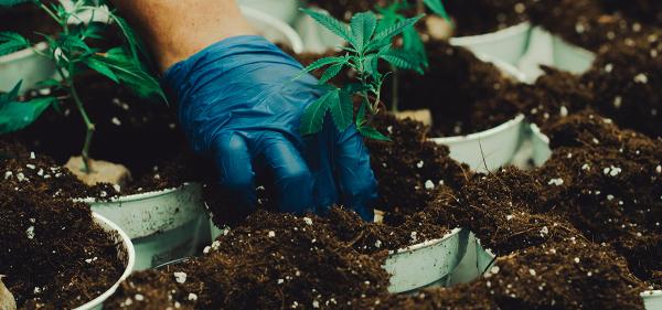 photo of Activist Planted Cannabis Plants at Cork, Ireland City Hall image