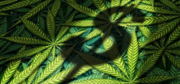 California Cannabis Farm Reports Losses…