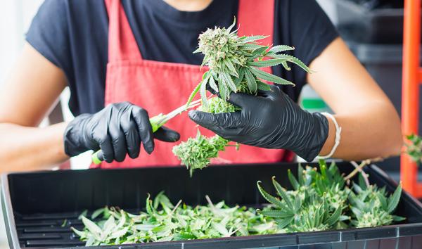 US Cannabis Industry Revenue Grows to…