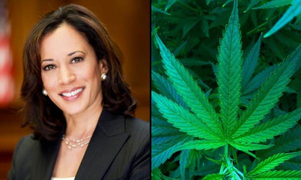 Kamala Harris Blames Marijuana…