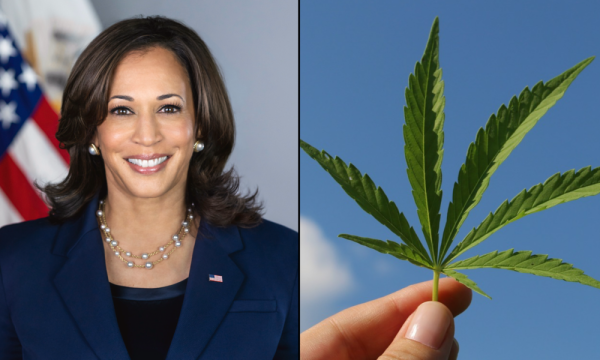 Harris Pledges To Legalize Marijuana And…