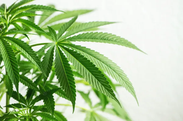 Study Finds Cannabis Compounds Show…