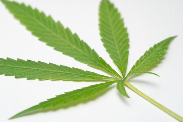 Study Finds CBD and CBG Disrupt Cavity-Causing Dental…