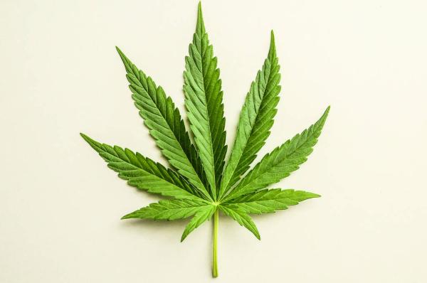 Cannabis in Prague: Understanding Czech…