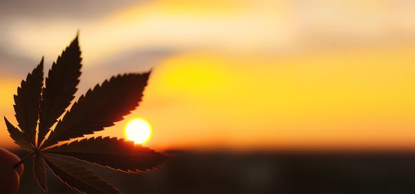 Top New York Cannabis Regulator Resigns