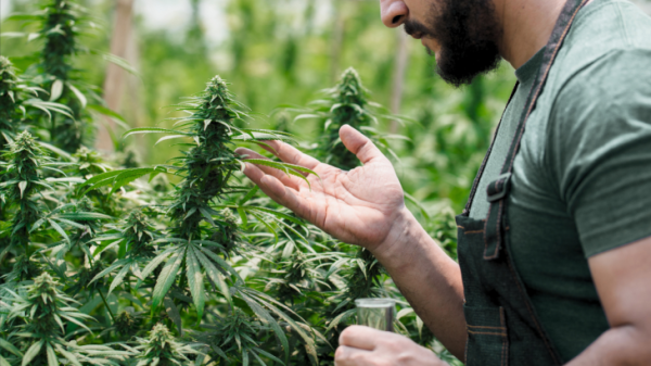 Sweeping Changes to Virginia Marijuana&hellip;