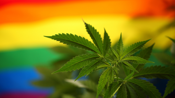 Honoring LGBTQIA+ Cannabis Trailblazers:…