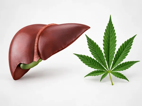 Study Finds CBD Reduces Liver Scarring&hellip;