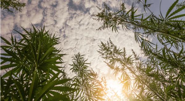 photo of The U.S. Senate Just Approved a Bill to Legalize Hemp image