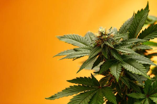 New York Governor Signs Bill Expanding…