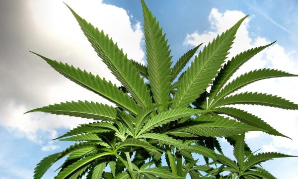 Indian Tribes See Opportunity In Hemp…