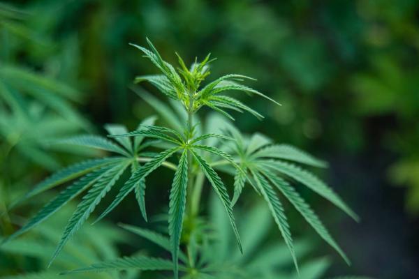 CBD Reduced UVB-Induced Skin…