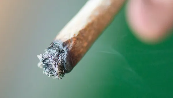 Study Finds Marijuana Ash Color Depends&hellip;
