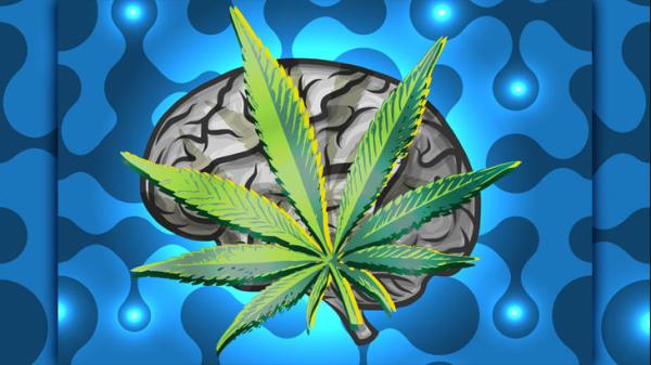 photo of Study: Sustained Use of Medical Cannabis Is Not Associated with Changes in Either Brian Morphology or Cognitive… image