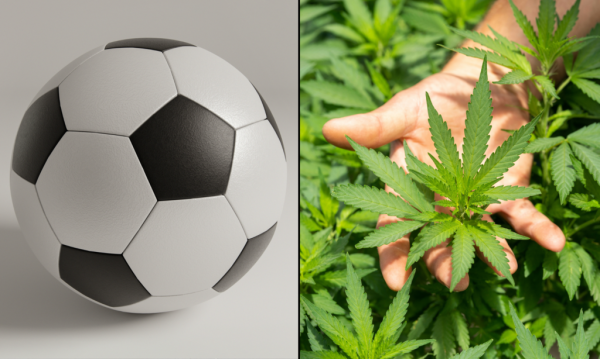 State Marijuana Officials Educate World…