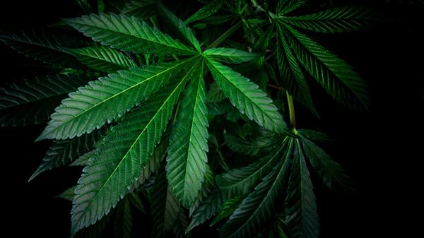 A Message From NORML’s Board Chair&hellip;