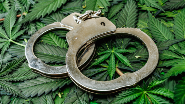 Federal Marijuana Trafficking…