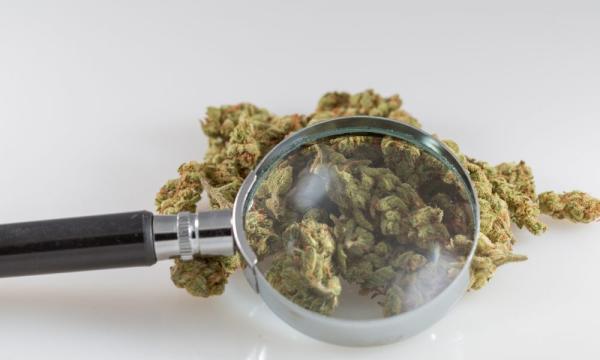 photo of Federal Science Agency Begins Selling ‘Most Carefully Quantified Cannabis Ever Sold’—For $174 A Gram image