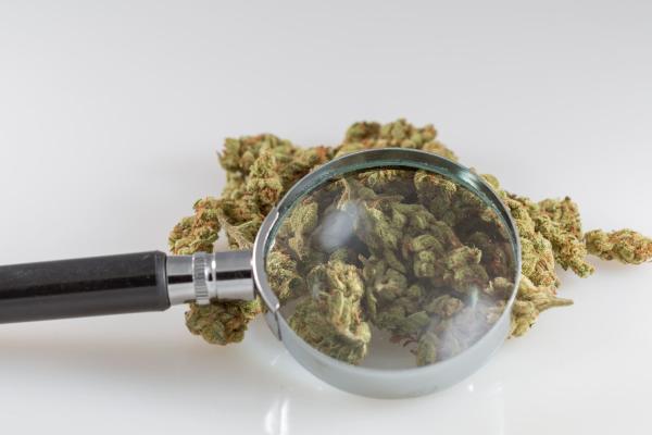 Marijuana’s Schedule I Status ‘Traps…